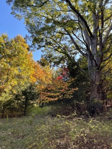 Country Log Home and Land - image 21