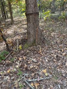 Country Log Home and Land - image 19