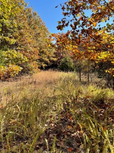 Country Log Home and Land - image 16