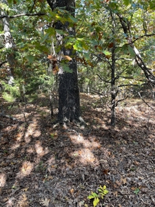 Country Log Home and Land - image 14