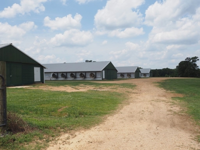 4 House Poultry Breeder Farm with 40 Acres SW Miss - image 3