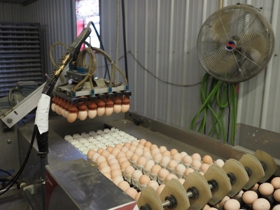 4 House Poultry Breeder Farm with 40 Acres SW Miss - image 18
