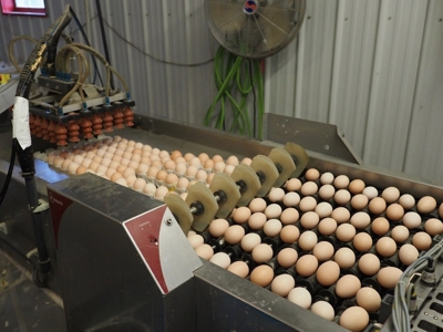 4 House Poultry Breeder Farm with 40 Acres SW Miss - image 16