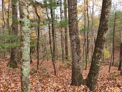 34+/- Acres of Unrestricted Land for Sale in NC Foothills! - image 23