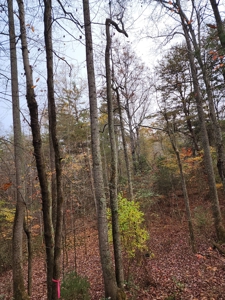 34+/- Acres of Unrestricted Land for Sale in NC Foothills! - image 27