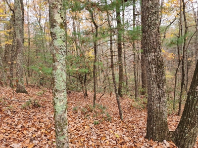 34+/- Acres of Unrestricted Land for Sale in NC Foothills! - image 25