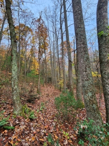 34+/- Acres of Unrestricted Land for Sale in NC Foothills! - image 31