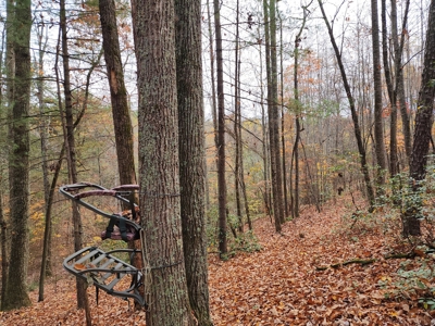 34+/- Acres of Unrestricted Land for Sale in NC Foothills! - image 21