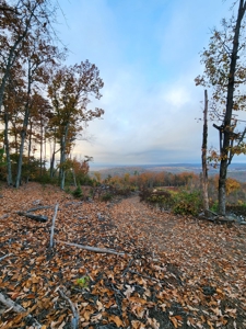 34+/- Acres of Unrestricted Land for Sale in NC Foothills! - image 15