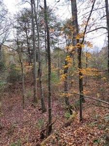 34+/- Acres of Unrestricted Land for Sale in NC Foothills! - image 29