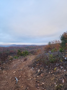 34+/- Acres of Unrestricted Land for Sale in NC Foothills! - image 20