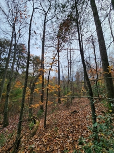 34+/- Acres of Unrestricted Land for Sale in NC Foothills! - image 30