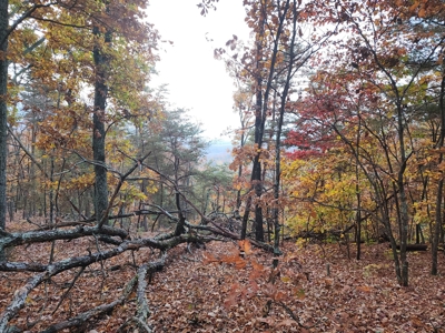 34+/- Acres of Unrestricted Land for Sale in NC Foothills! - image 9