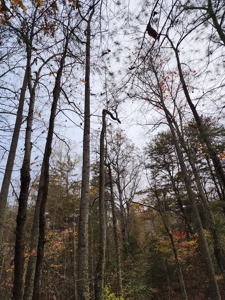 34+/- Acres of Unrestricted Land for Sale in NC Foothills! - image 28