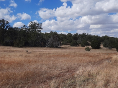 Very Secluded - image 13