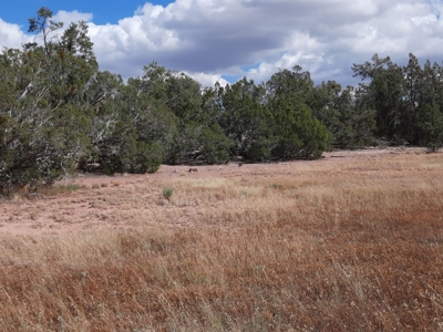 Very Secluded - image 11