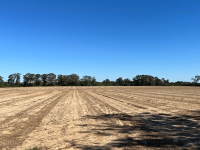 167ac For Sale N of Geneva Alabama - Farmland Geneva County - image 16