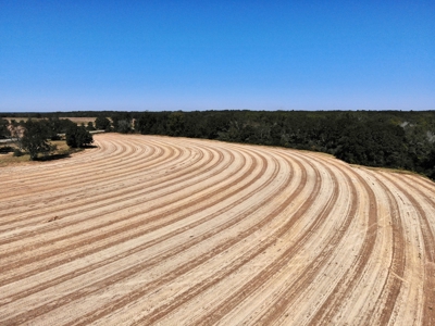 167ac For Sale N of Geneva Alabama - Farmland Geneva County - image 7