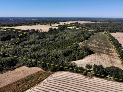 167ac For Sale N of Geneva Alabama - Farmland Geneva County - image 3