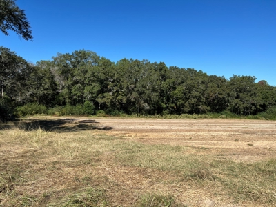 167ac For Sale N of Geneva Alabama - Farmland Geneva County - image 25