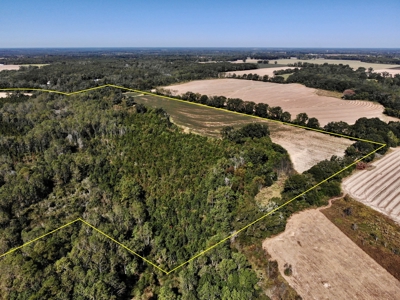 167ac For Sale N of Geneva Alabama - Farmland Geneva County - image 4