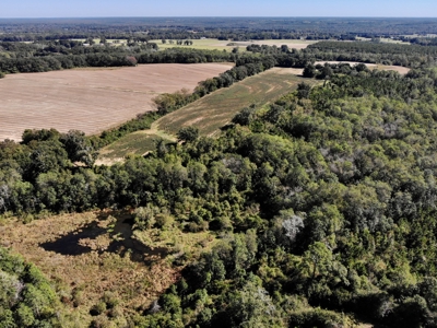 167ac For Sale N of Geneva Alabama - Farmland Geneva County - image 21