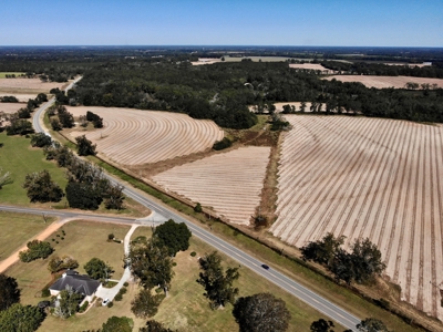 167ac For Sale N of Geneva Alabama - Farmland Geneva County - image 5