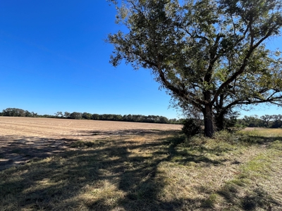 167ac For Sale N of Geneva Alabama - Farmland Geneva County - image 11