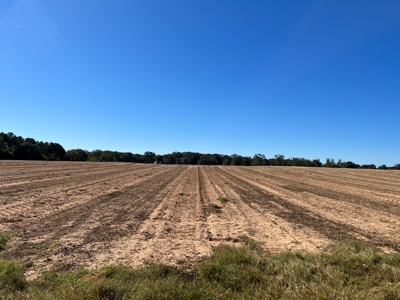 167ac For Sale N of Geneva Alabama - Farmland Geneva County - image 14