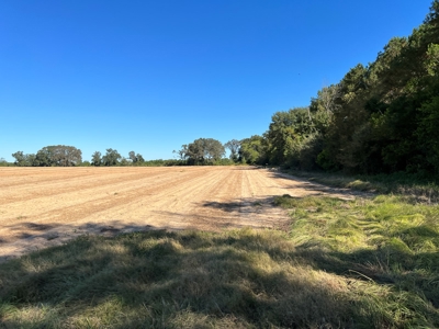 167ac For Sale N of Geneva Alabama - Farmland Geneva County - image 20