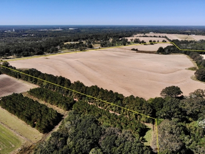 167ac For Sale N of Geneva Alabama - Farmland Geneva County - image 22