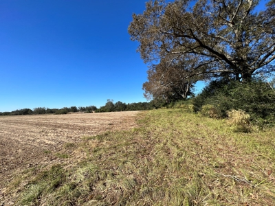 167ac For Sale N of Geneva Alabama - Farmland Geneva County - image 2