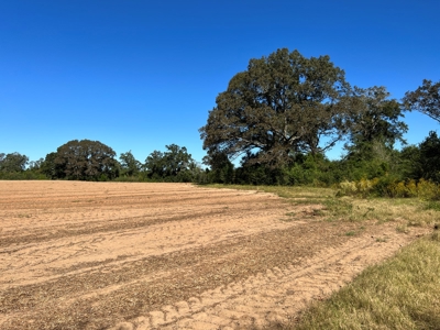167ac For Sale N of Geneva Alabama - Farmland Geneva County - image 8