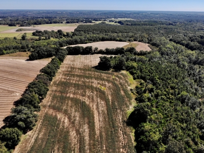 167ac For Sale N of Geneva Alabama - Farmland Geneva County - image 17