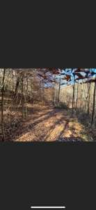 Lewis County Kentucky Land For Sale - image 4