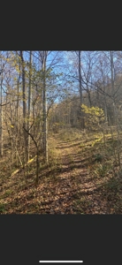 Lewis County Kentucky Land For Sale - image 11