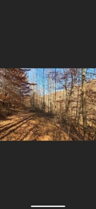 Lewis County Kentucky Land For Sale - image 3