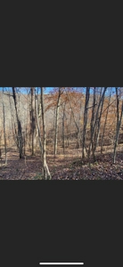 Lewis County Kentucky Land For Sale - image 9