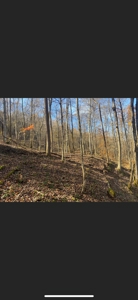 Lewis County Kentucky Land For Sale - image 12