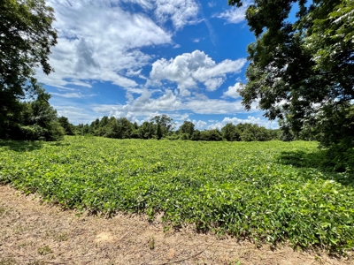 47ac Land for Sale - Ariton / Skipperville Alabama - Dale Co - image 2