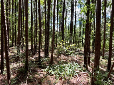 47ac Land for Sale - Ariton / Skipperville Alabama - Dale Co - image 4