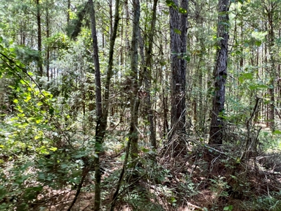 47ac Land for Sale - Ariton / Skipperville Alabama - Dale Co - image 19