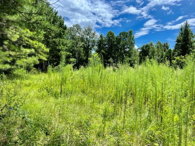 47ac Land for Sale - Ariton / Skipperville Alabama - Dale Co - image 20
