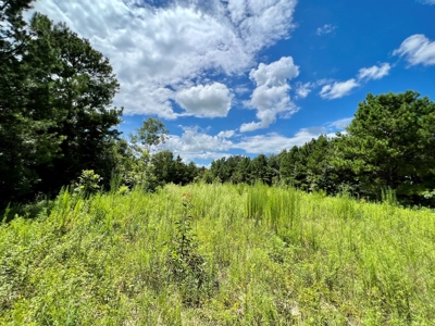 47ac Land for Sale - Ariton / Skipperville Alabama - Dale Co - image 10