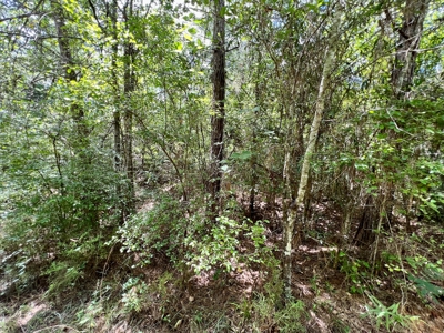 47ac Land for Sale - Ariton / Skipperville Alabama - Dale Co - image 23