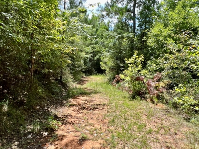 47ac Land for Sale - Ariton / Skipperville Alabama - Dale Co - image 3