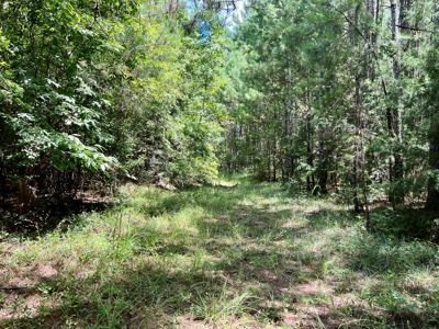 47ac Land for Sale - Ariton / Skipperville Alabama - Dale Co - image 13