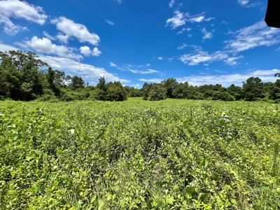 47ac Land for Sale - Ariton / Skipperville Alabama - Dale Co - image 26