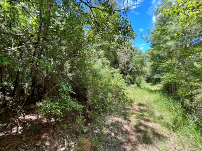47ac Land for Sale - Ariton / Skipperville Alabama - Dale Co - image 12