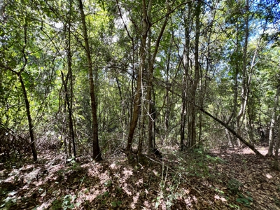 47ac Land for Sale - Ariton / Skipperville Alabama - Dale Co - image 24